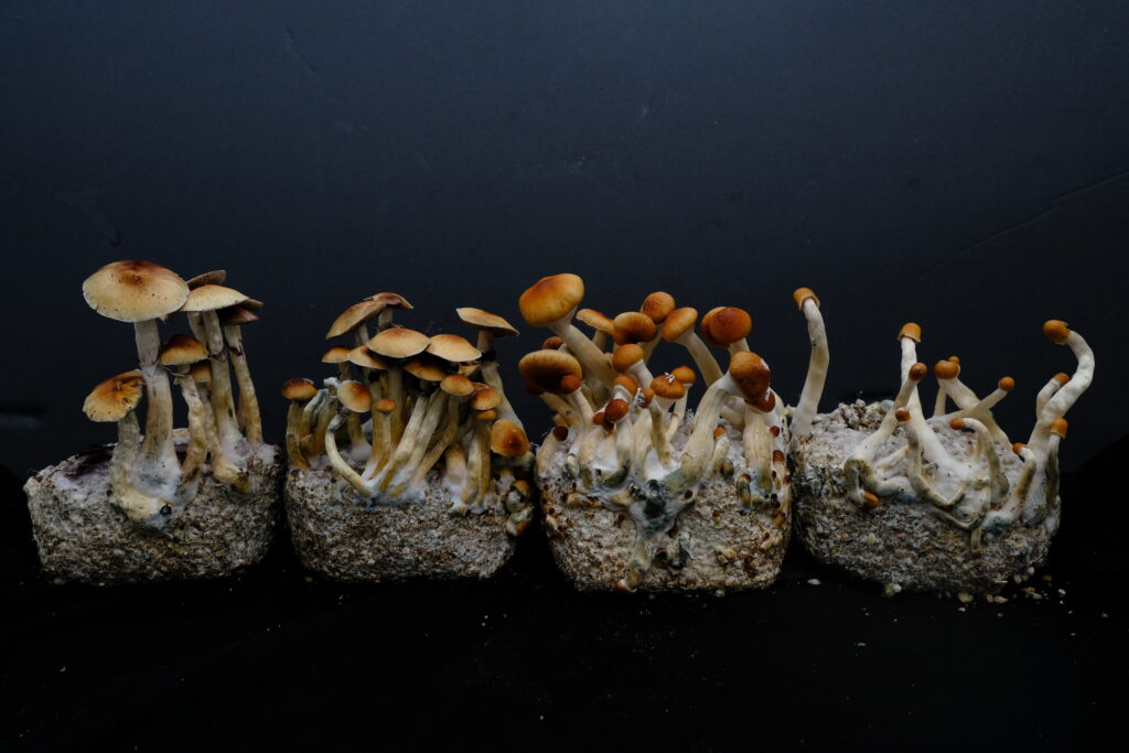 Side-by-side comparison of several landrace Psilocybe cubensis mushrooms highlighting natural variation in cap size and stem thickness.