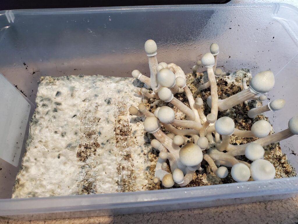mushroom grow kit