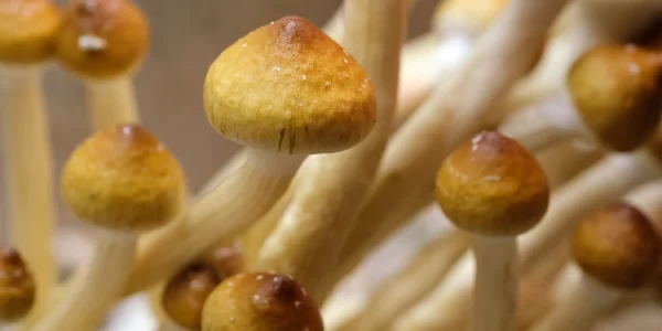 Golden Teacher Mushroom Spores