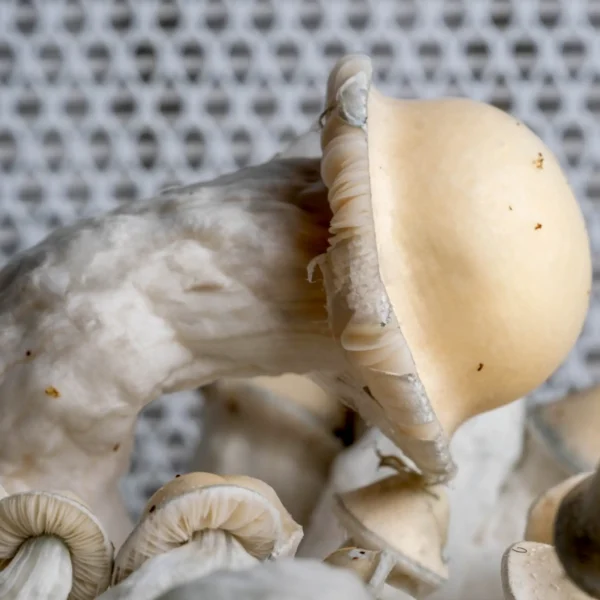 Albino Penis Envy x Tidal cross strain mushroom