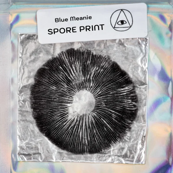 Blue Meanie Mushroom Spore Print