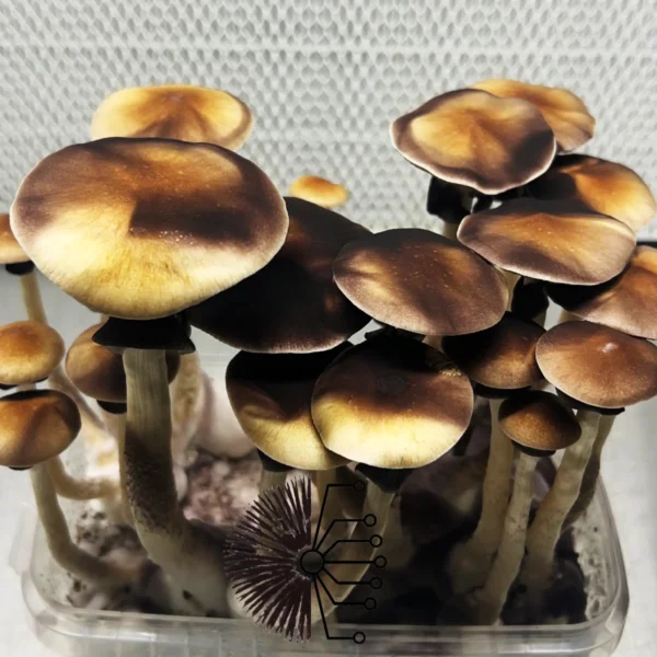 B+ Mushrooms growing in a bin