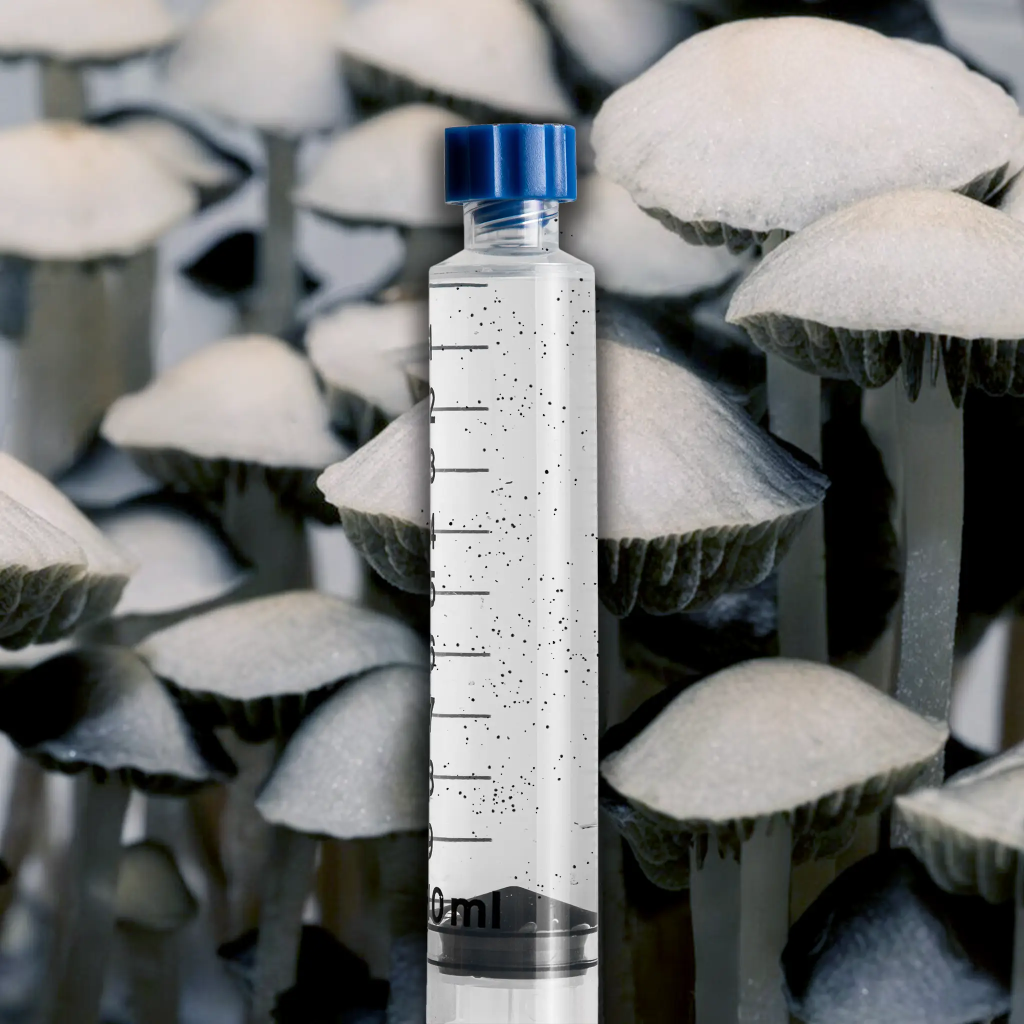 Blue Meanie Isolated Mushroom Spore Syringe