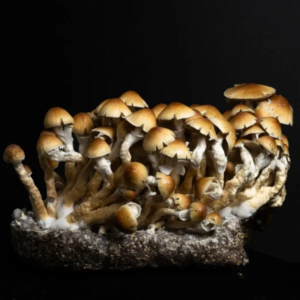 Cambodian mushrooms in substrate
