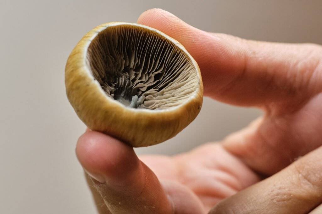 mushroom Cap with spore