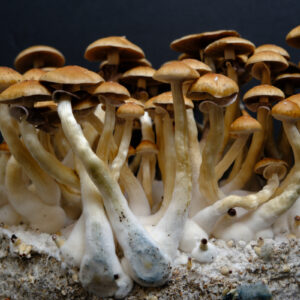 The Golden Teacher Complete Mycology Bundle - Spore Syringe & Grow Kit