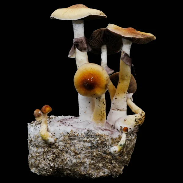 Golden Teacher Mushroom