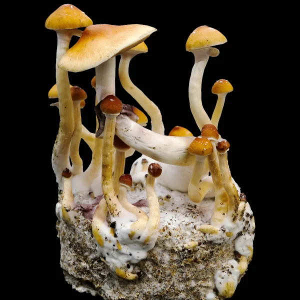 Golden Teacher Mushroom