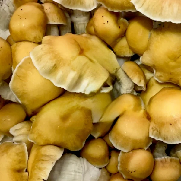 Hill Billy Mushroom Cluster