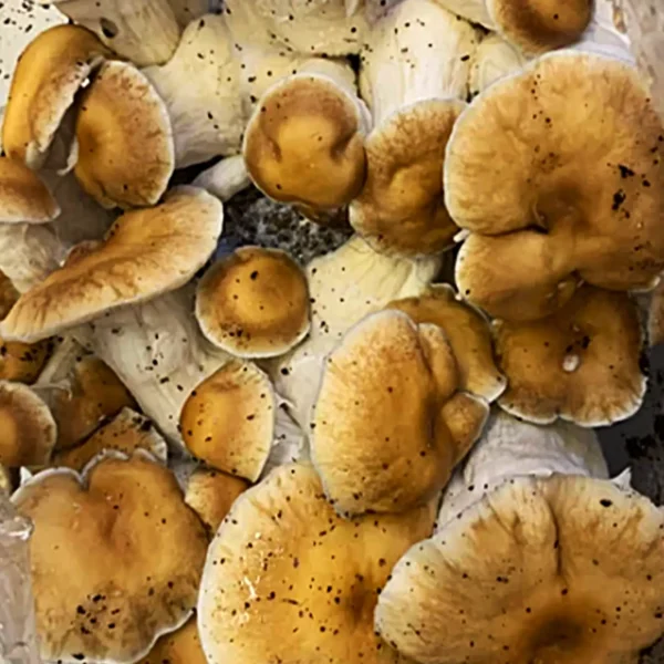 Hualta Mushrooms