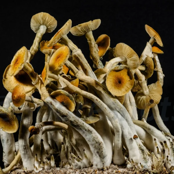 mazapatec mushroom spore print