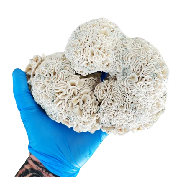 enigma mushroom cluster being held in a hand