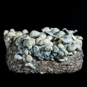 Ghost TAT Psilocybe cubensis albino spore variety with dense white caps and visible blue bruising, microscopy specimen