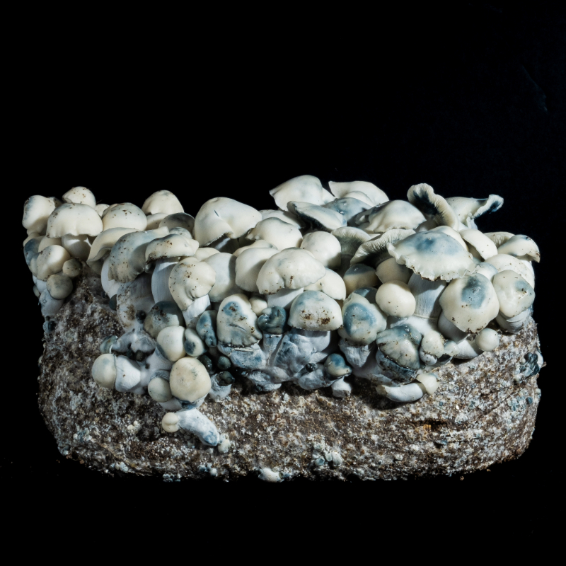 Ghost TAT Psilocybe cubensis albino spore variety with dense white caps and visible blue bruising, microscopy specimen