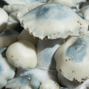 Macro close-up of Ghost True Albino Teacher (TAT) Psilocybe cubensis specimen highlighting pale pigmentation and fine morphological detail.