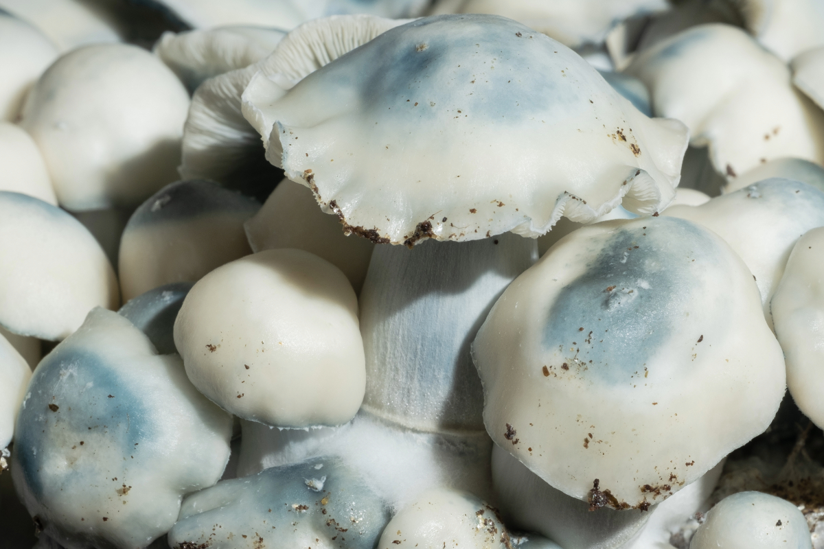 Macro close-up of Ghost True Albino Teacher (TAT) Psilocybe cubensis specimen highlighting pale pigmentation and fine morphological detail.