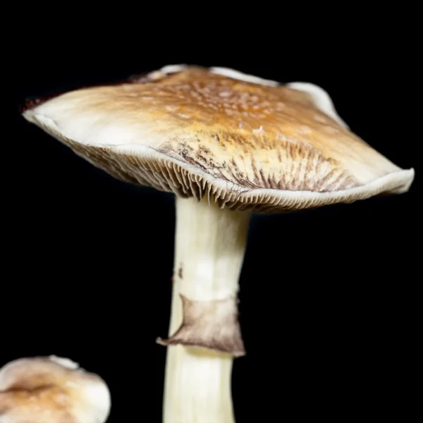 White Golden Teacher Mushroom Zoomed in on the cap and gills