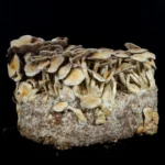 White Golden Teacher Mushrooms growing from substrate