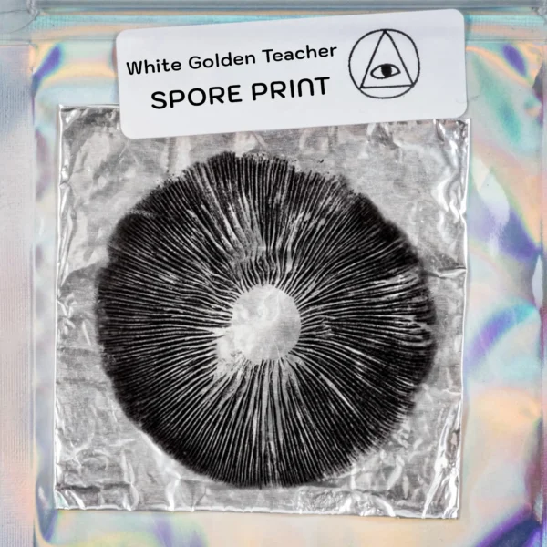 White Golden Teacher Mushroom Spore Print