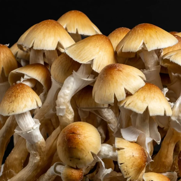 Cambodian Mushroom cluster