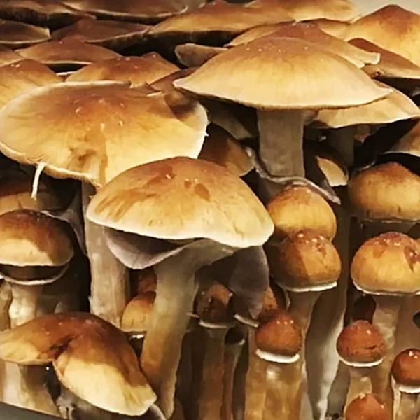 Hualta Mushroom Spores