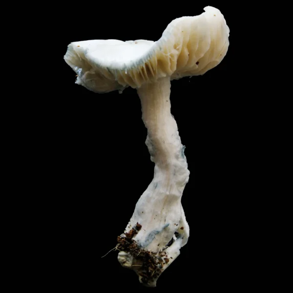 Albino Avery Mushroom