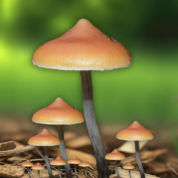 psilocybe azurescens mushroom wild mushroom