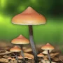 psilocybe azurescens mushroom wild mushroom