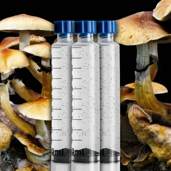 Golden Teacher Mushroom Liquid Culture Syringe Pack