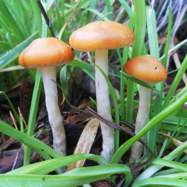 subaeruginosa is a wild Psilocybe mushroom from Australia and New Zealand