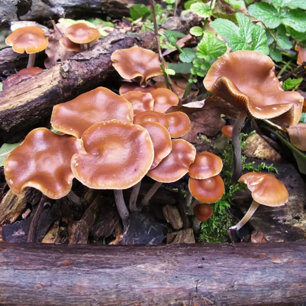 Wavy Cap wild mushrooms growing from wood chips in nature