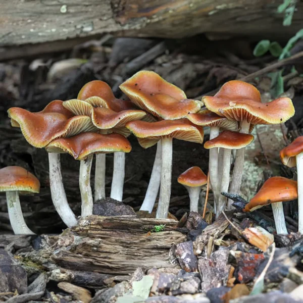 Wavy Cap Mushrooms exotic growing in the wild from wood chips