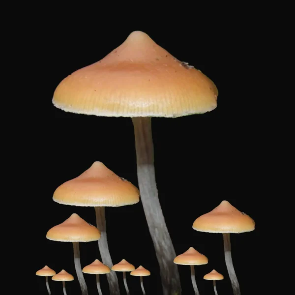 psilocybe azurescens mushroom wild