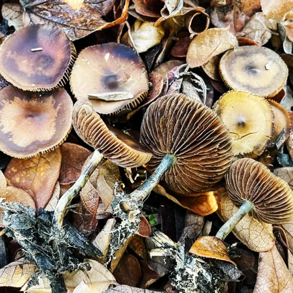 Psilocybe allenii mushroom growing in nature with leaves