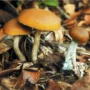 Psilocybe allenii mushroom growing in nature with leaves