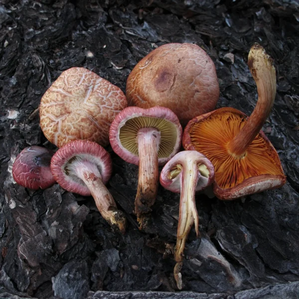 Gymnopilus thiersii wild mushrooms growing out of tree bark