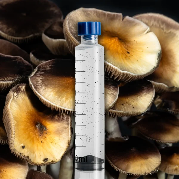 Inca Star Gazer mushroom spore syringe