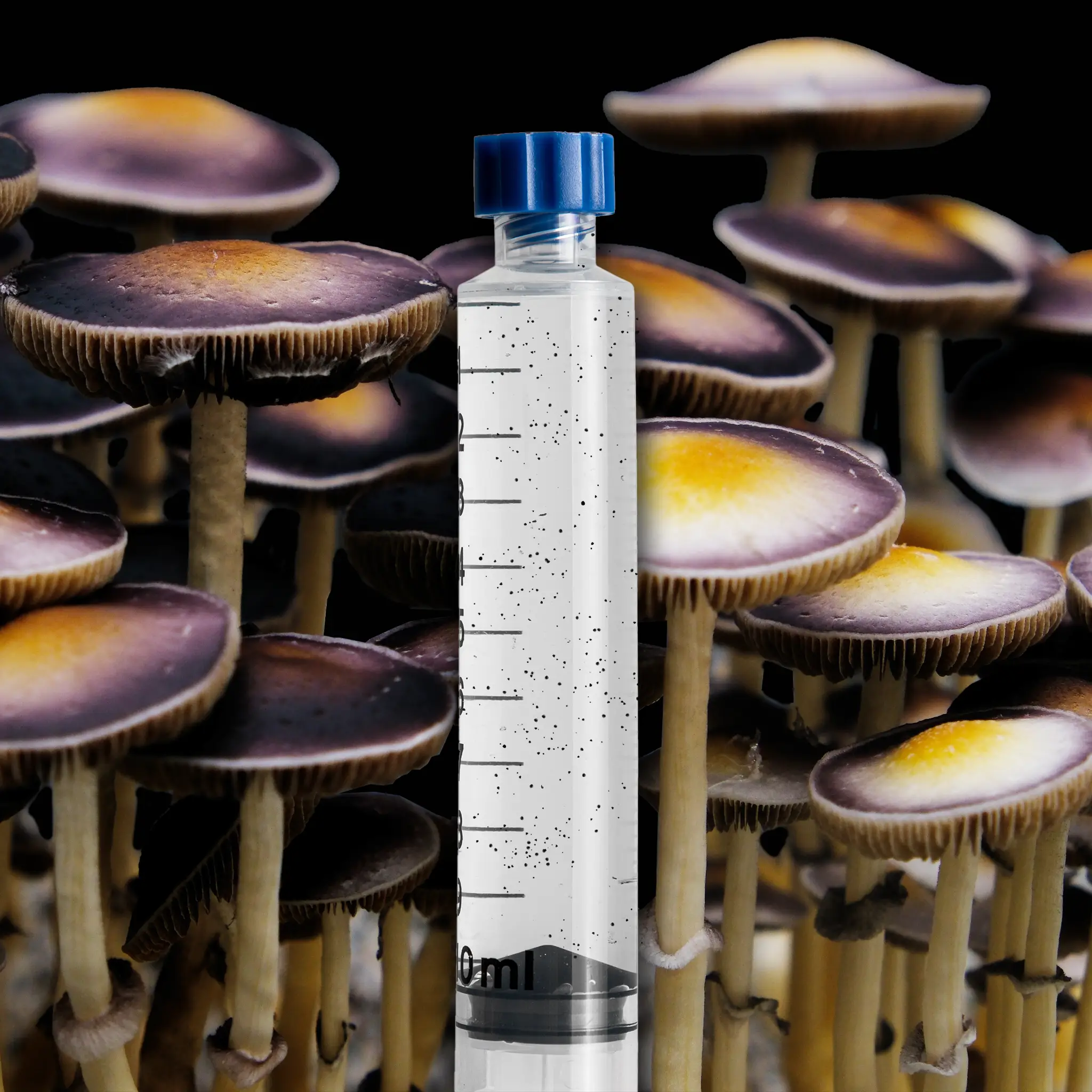 Psilocybe Natalensis Wild Mushroom Isolated Spore Syringe