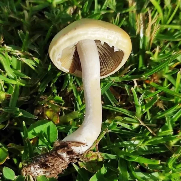 Psilocybe natalensis picked from the grass