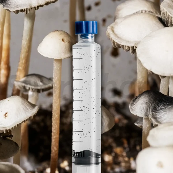 Psilocybe natalensis wild mushroom spore syringe