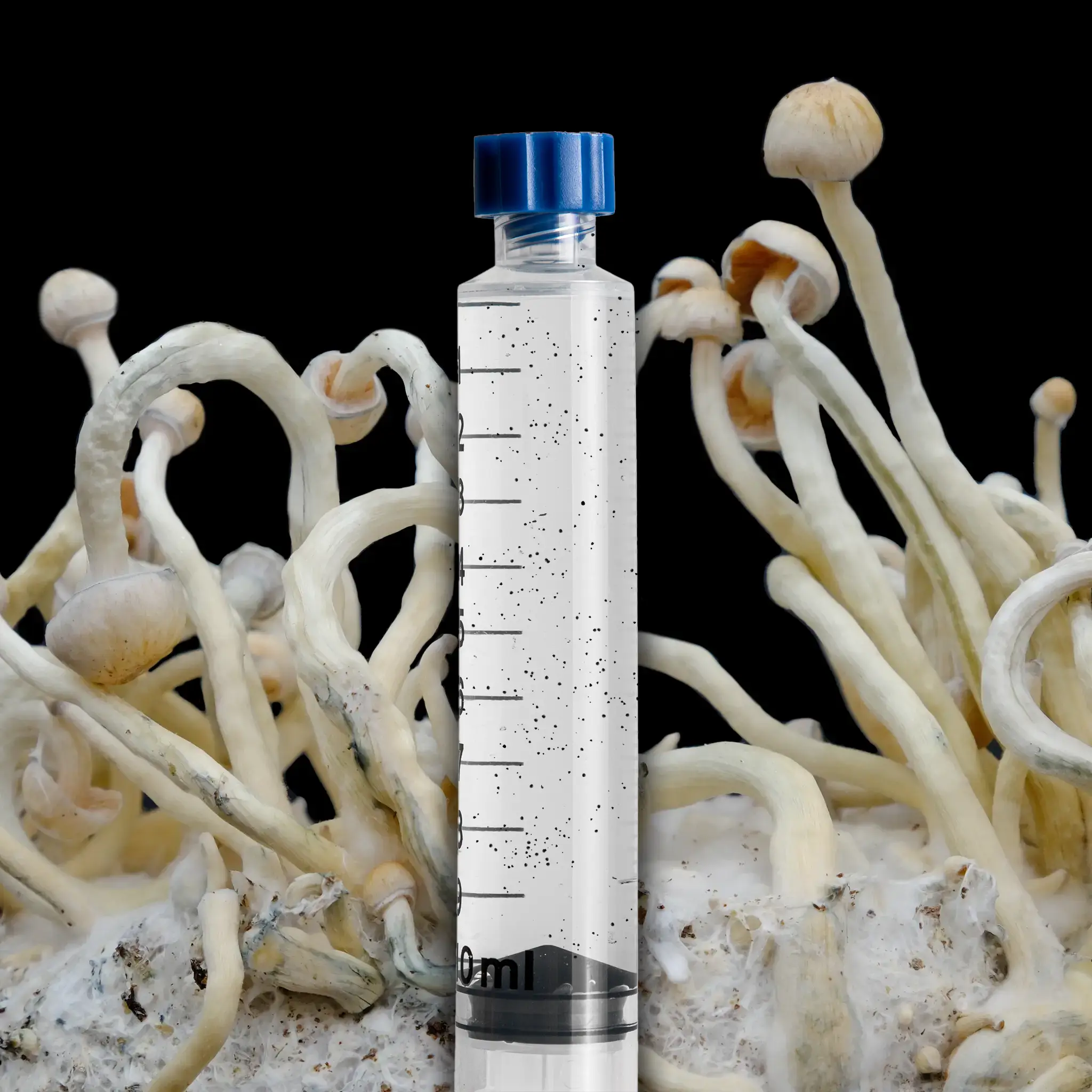 Psilocybe Natalensis Wild Mushroom Isolated Spore Syringe