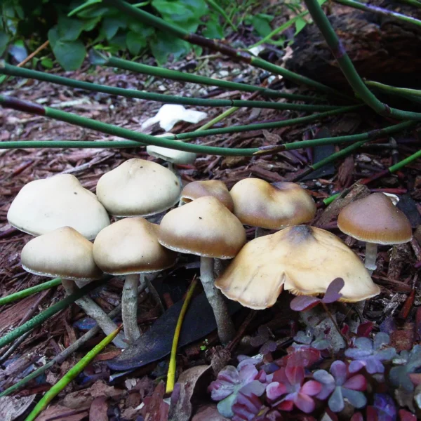 Psilocybe ovoideocystidiata mushrooms growing in nature