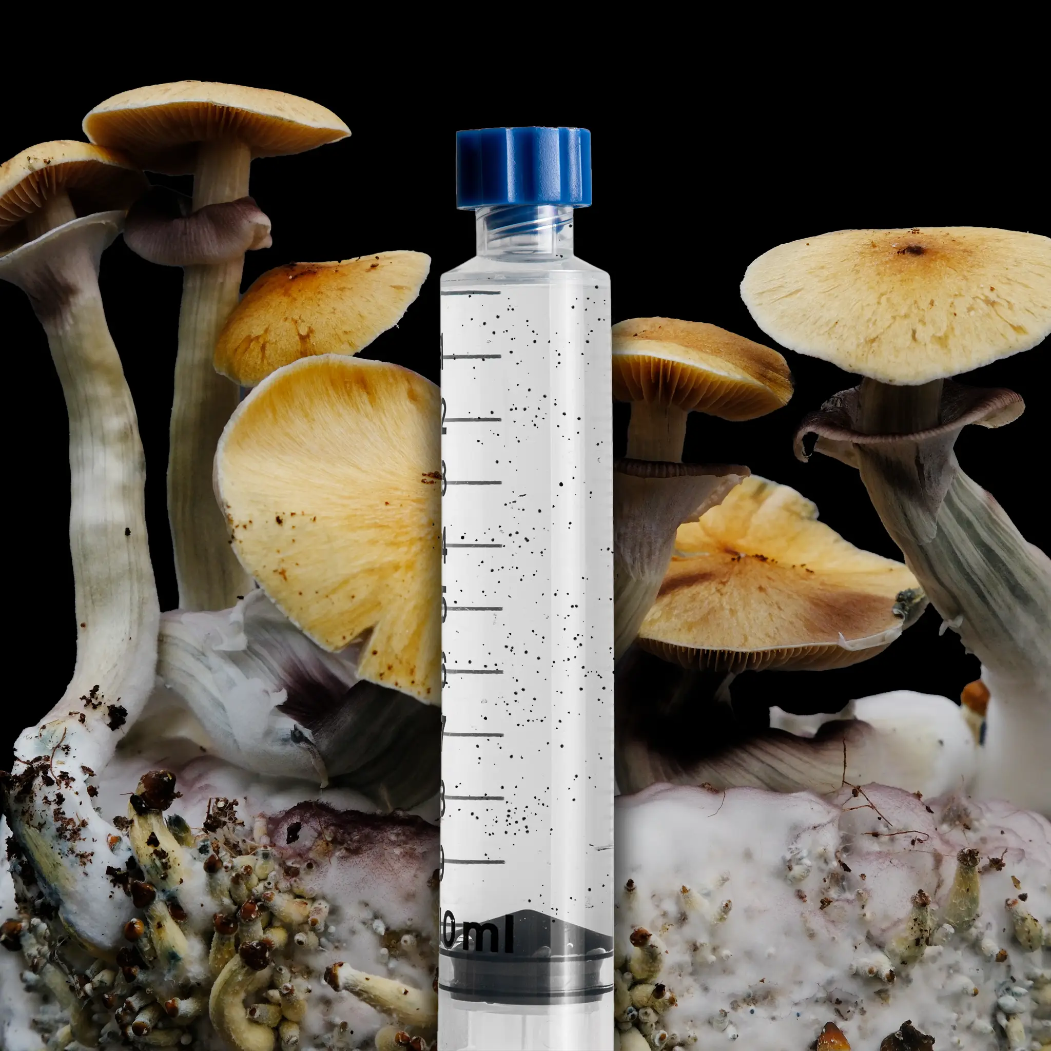 Orissa India Mushroom Isolated Spore Syringe