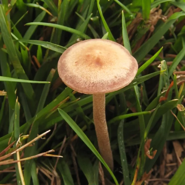 Panaeolus cinctulus the wood lover exotic magic mushroom spore print
