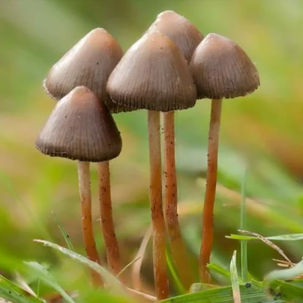 Psilocybe semilanceata liberty cap wild mushroom