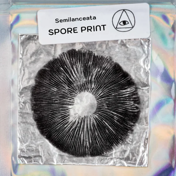Psilocybe semilanceata liberty cap wild mushroom spore print on foil