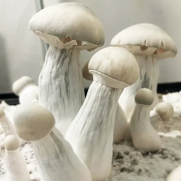 Jack Frost Mushrooms growing from substrate
