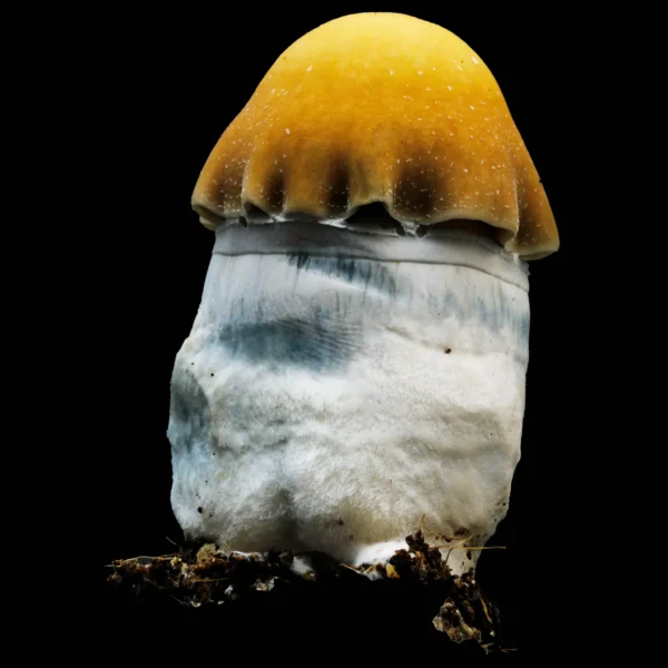 Bluey Vuitton Mushroom