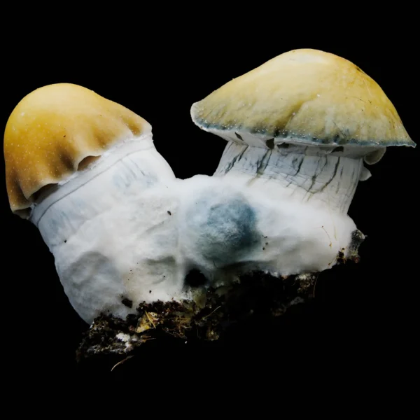 Bluey Vuitton Mushroom