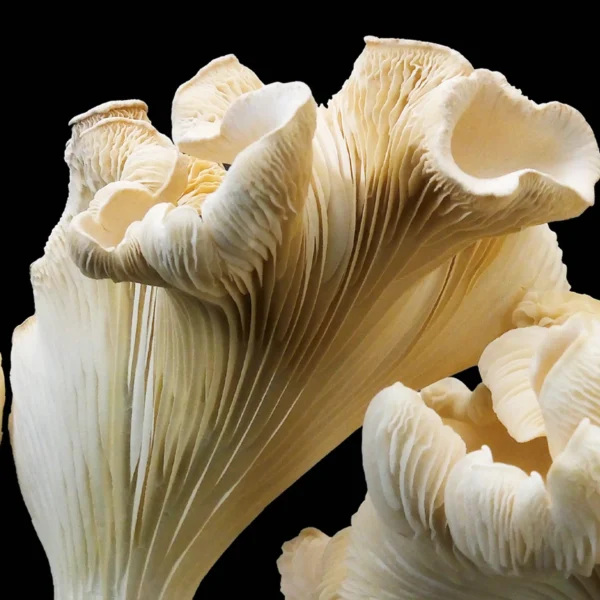 Almond Oyster Mushroom